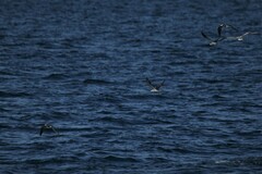 Onychoprion anaethetus