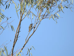 Philemon citreogularis