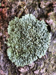 Phaeophyscia orbicularis