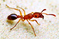 Tetramorium bicarinatum