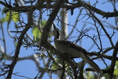 Philemon buceroides
