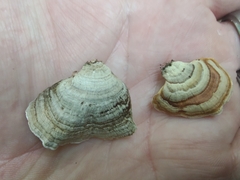 Stereum fasciatum