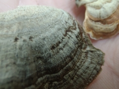Stereum fasciatum
