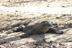Varanus komodoensis