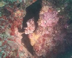 Parablennius gattorugine