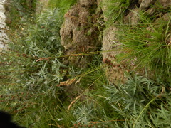 Poa alpigena