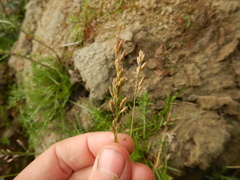 Poa alpigena
