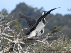 Threskiornis spinicollis