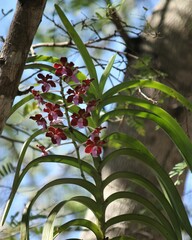 Vanda perplexa