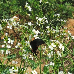 Papilio bianor