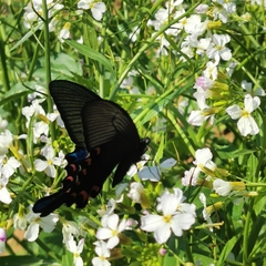 Papilio bianor