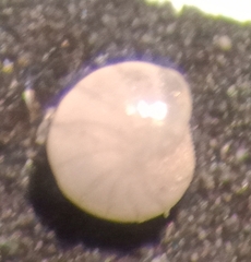 Elphidiella groenlandica