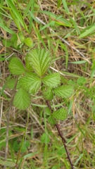 Rubus