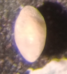 Elphidiella groenlandica