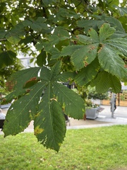 Aesculus hippocastanum
