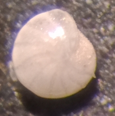 Elphidiella groenlandica