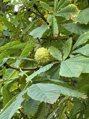 Aesculus hippocastanum