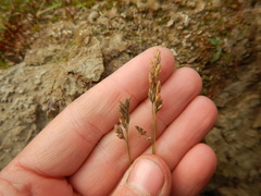 Festuca richardsonii