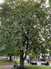 Aesculus hippocastanum