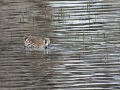 Malacorhynchus membranaceus