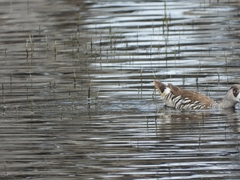 Malacorhynchus membranaceus