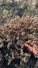 Goniolimon tataricum