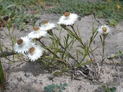 Helichrysum leucopsideum