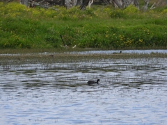 Fulica atra australis