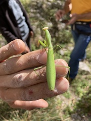 Mantis religiosa
