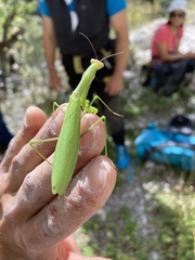 Mantis religiosa