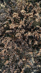 Goniolimon tataricum