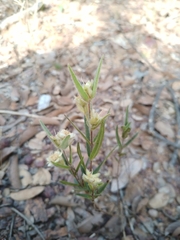 Myrcia