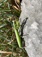 Mantis religiosa