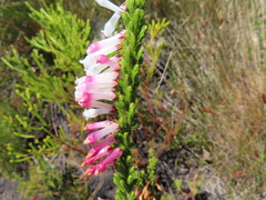 Erica colorans