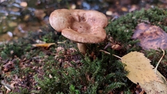 Paxillus