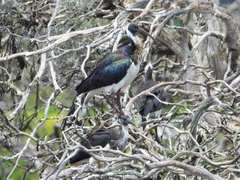 Threskiornis spinicollis