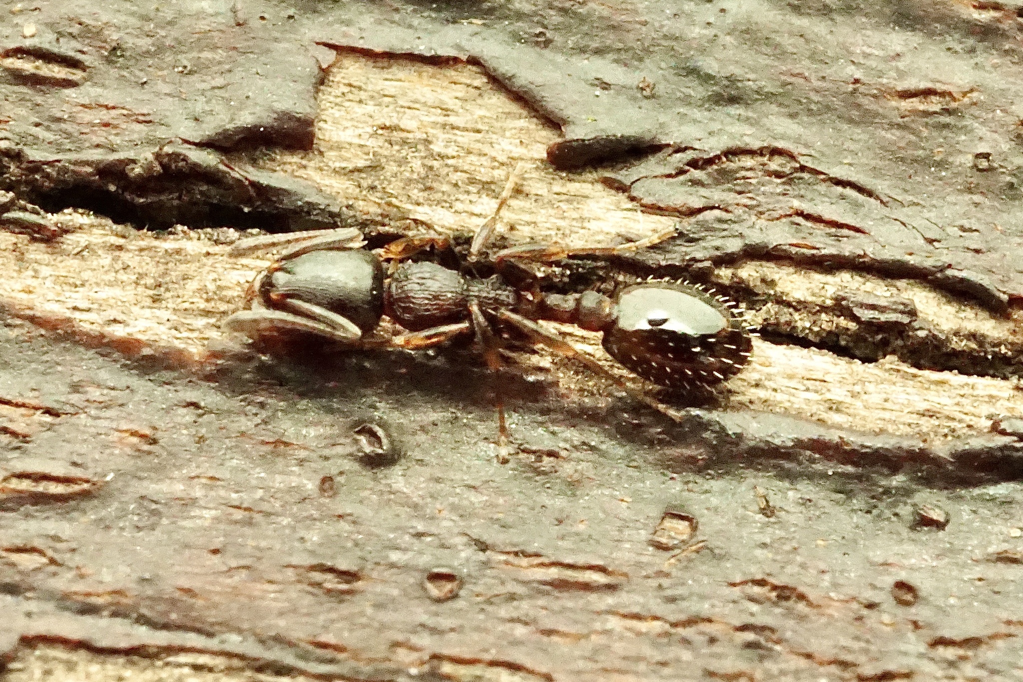 Temnothorax mediterraneus