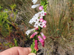 Erica colorans