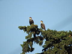 Caracara plancus