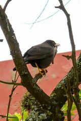Turdus chiguanco