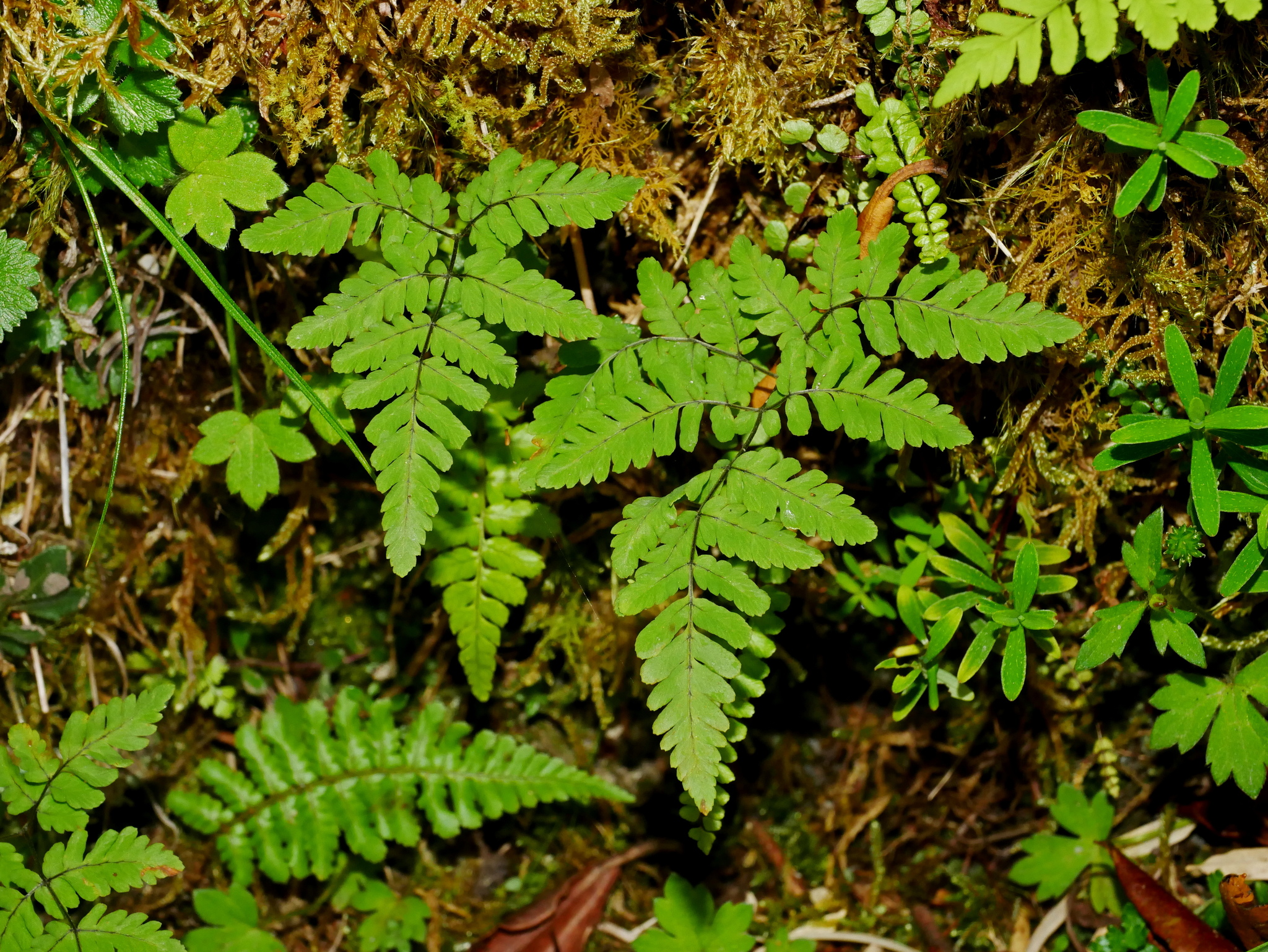 Gymnocarpium remotipinnatum
