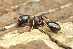 Temnothorax