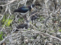 Threskiornis spinicollis