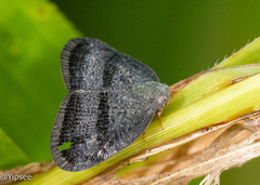 Ricania taeniata