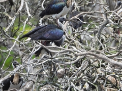 Threskiornis spinicollis