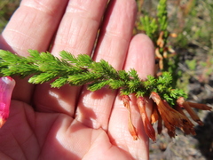 Erica colorans