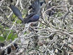 Threskiornis spinicollis