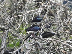 Threskiornis spinicollis