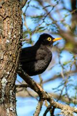 Turdus chiguanco