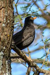 Turdus chiguanco